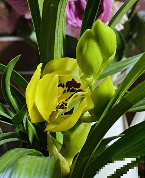 8种“安全花”，家里有老人孩子孕妇都不怕，反而清新养人