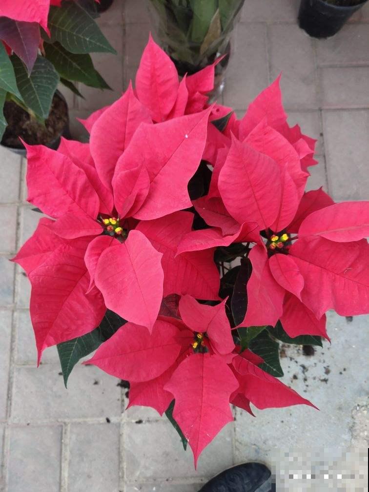 6种花，室内不要养，对身体伤害极大