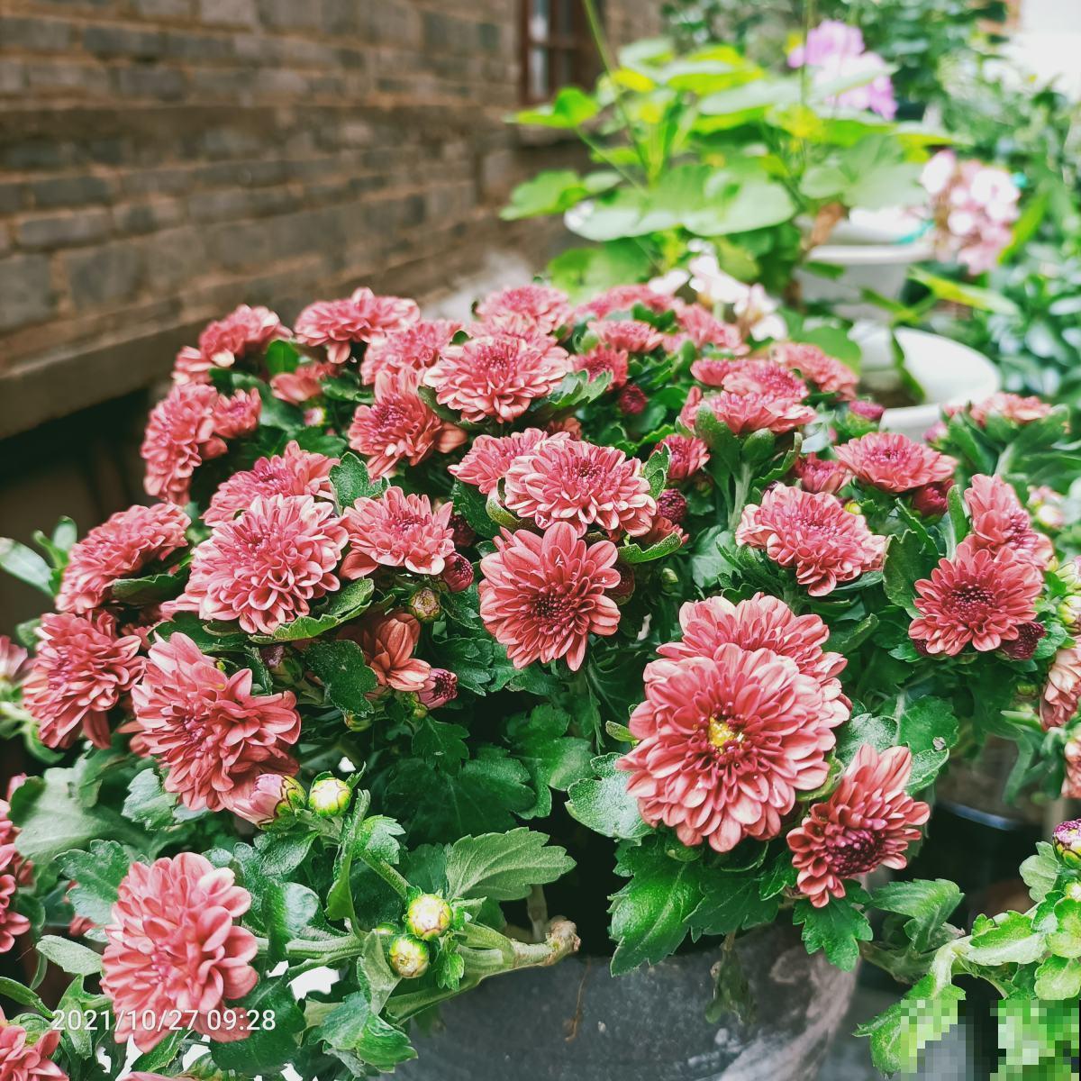 养花等级对照表，“十级”的人太少，6级以上就是“花痴”