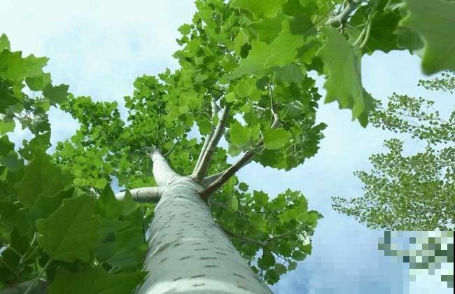 老祖宗说，院子不种“3鬼树”，不是迷信是真的有道理