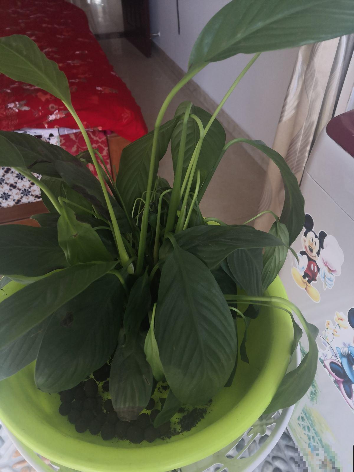 养花小妙招都是坑,从浇水到施肥一步一个坑,谁信谁吃亏 养花小妙招都是坑,从浇水到施肥一步一个坑,谁信谁吃亏