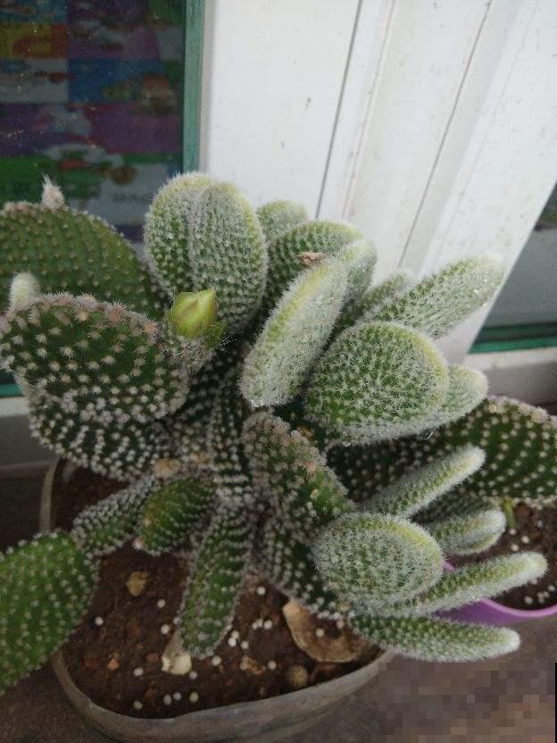 花也能镇宅,这4种镇宅花,每家都要种一棵 花也能镇宅,这4种镇宅花,每家都要种一棵