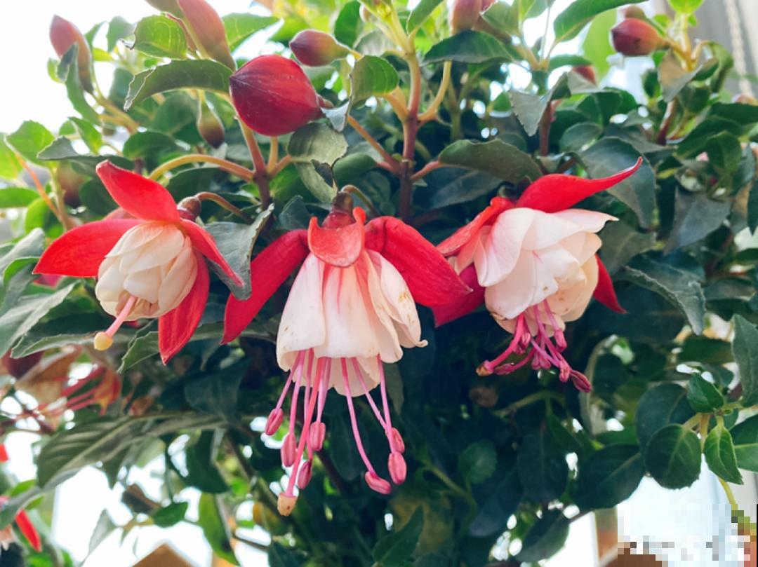 8种花，年年买，年年养死，今年可别当冤大头