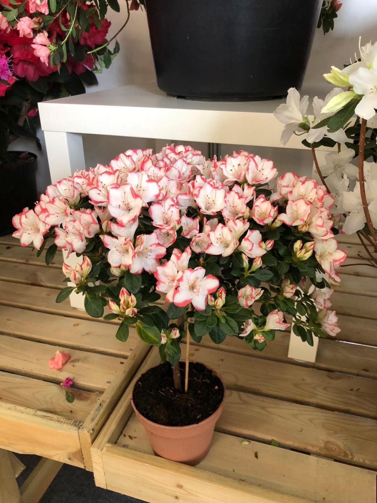 记住杜鹃花的“三喜三忌”，学会了，新手也能养爆盆