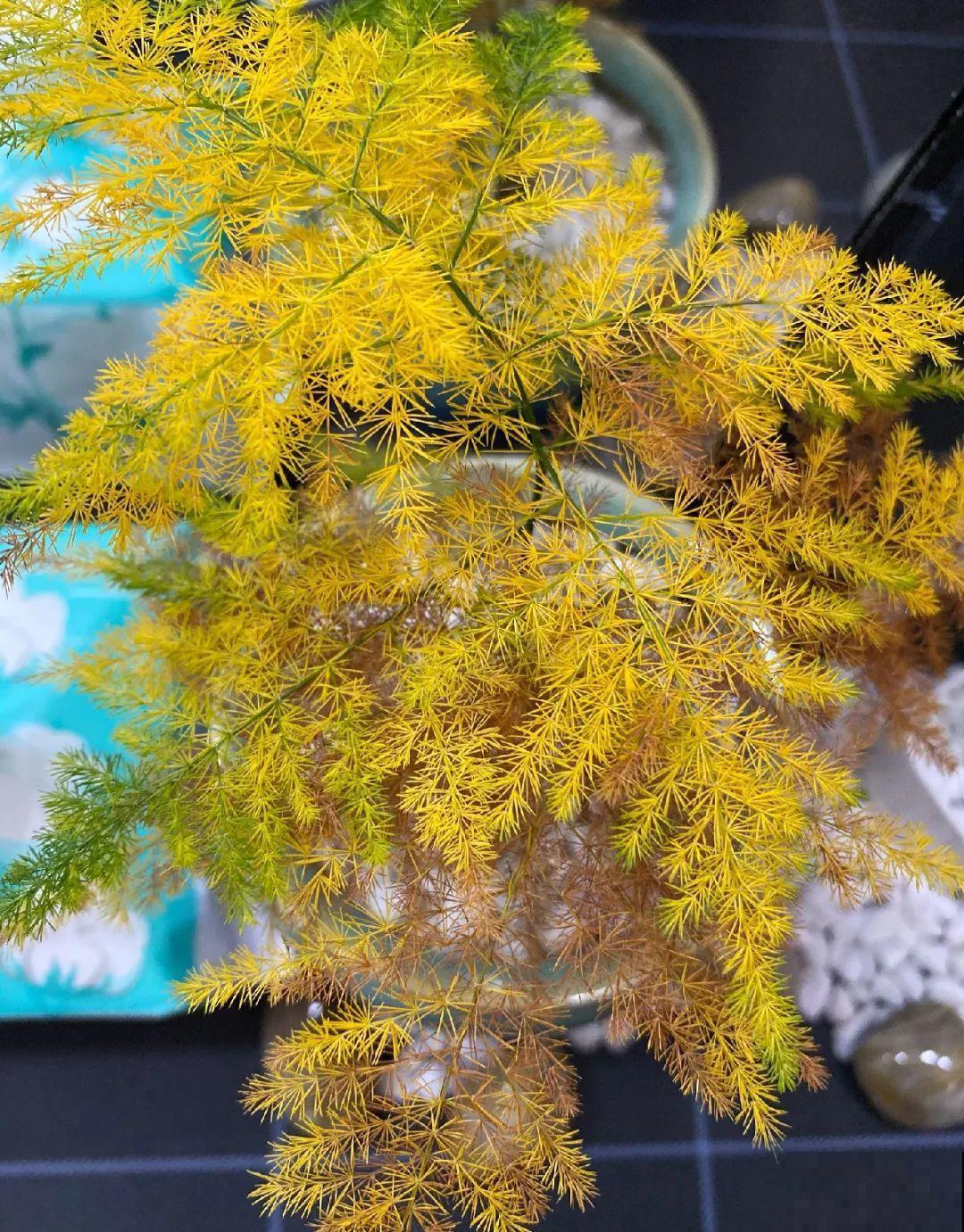 10种“怕晒花”，越晒死越快，半阴地儿反倒长得旺