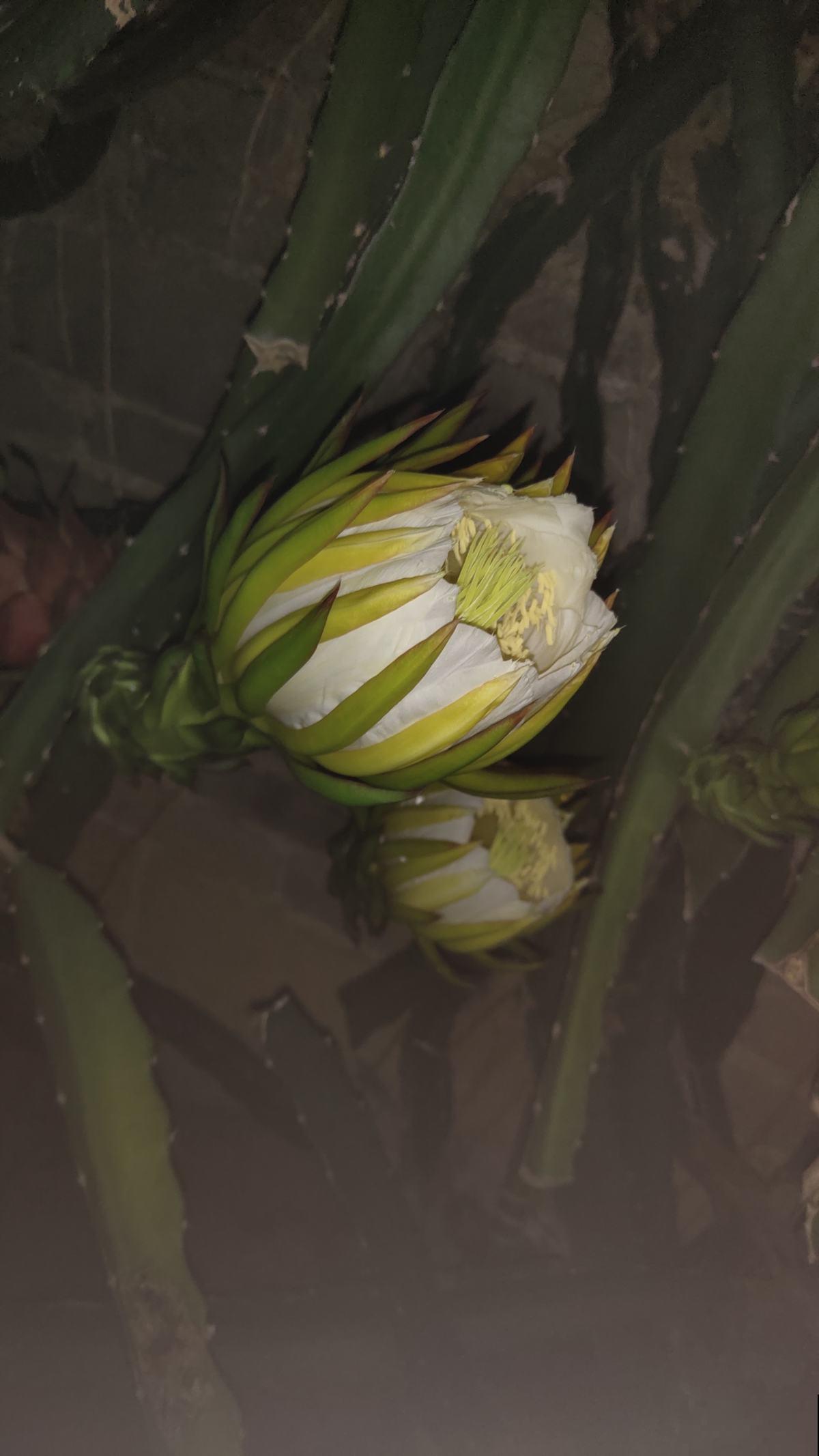 吃了一辈子的水果，还没见过开花是什么样，你见过几种