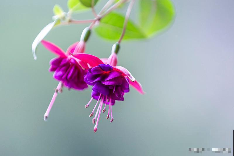 灯笼花的养殖方法和注意事项