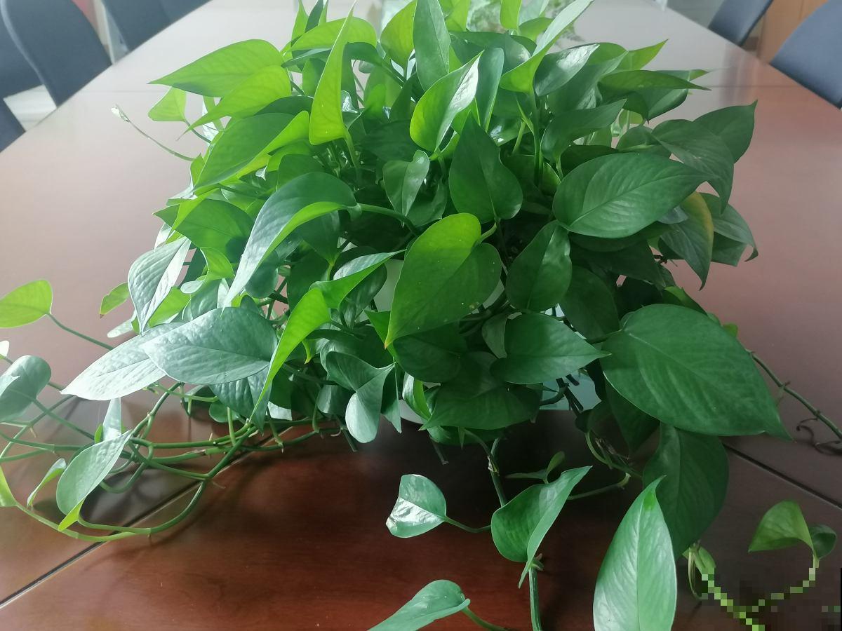 温度降到10℃，赶紧把花搬进屋，不然全冻死了