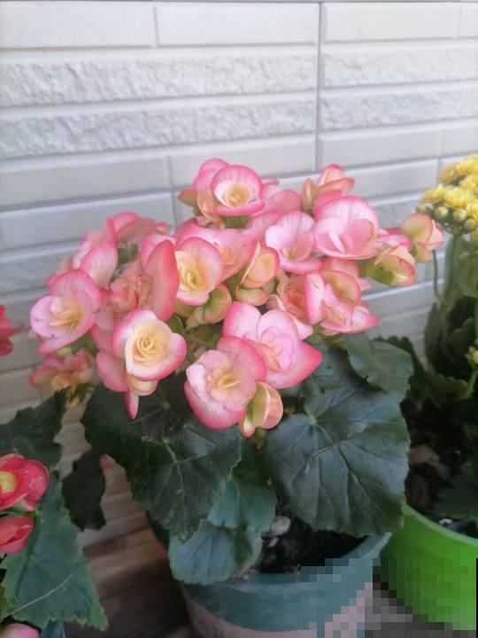 养花小妙招都是坑，从浇水到施肥一步一个坑，谁信谁吃亏