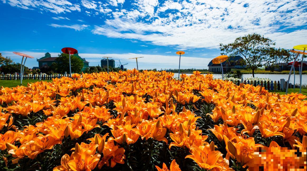 家里养的4种花,掐掉叶子还能做菜,养人养身心 家里养的4种花,掐掉叶子还能做菜,养人养身心