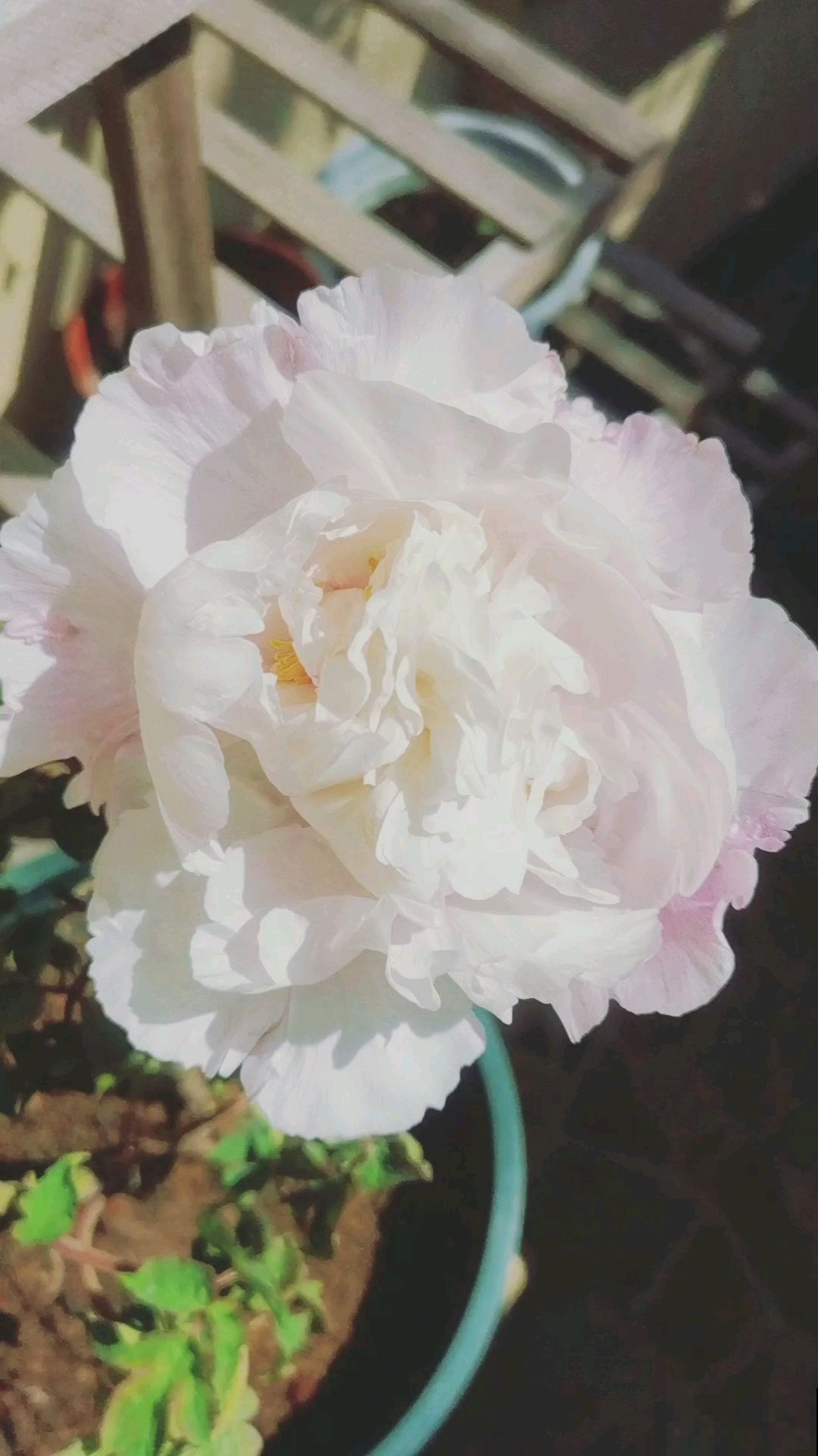 10℃即将到来,再不把花搬进屋,你的花都要死光了 10℃即将到来,再不把花搬进屋,你的花都要死光了