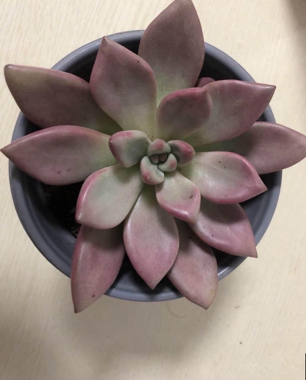 冬天对多肉来说,就是“渡劫”,4个方法教你安稳渡过 冬天对多肉来说,就是“渡劫”,4个方法教你安稳渡过