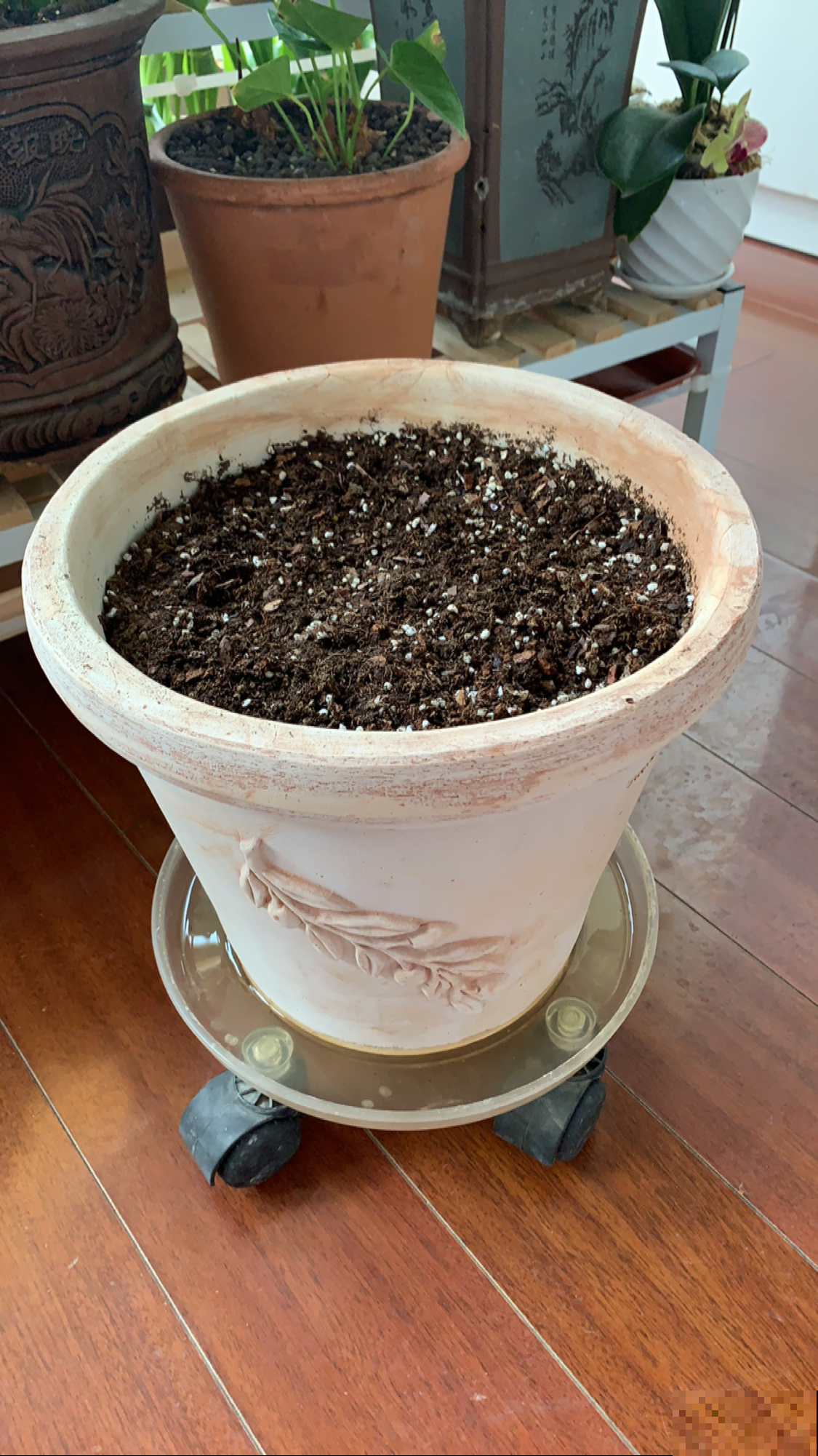 土里埋个百合种球，一周就冒芽，两个月开花，满屋子是香味