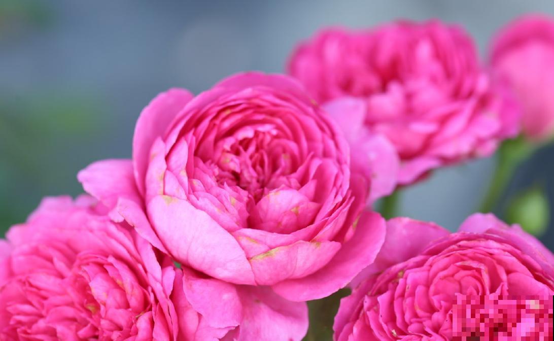 我养过的10种灌木月季，家里阳台就能养好，秒变小花园