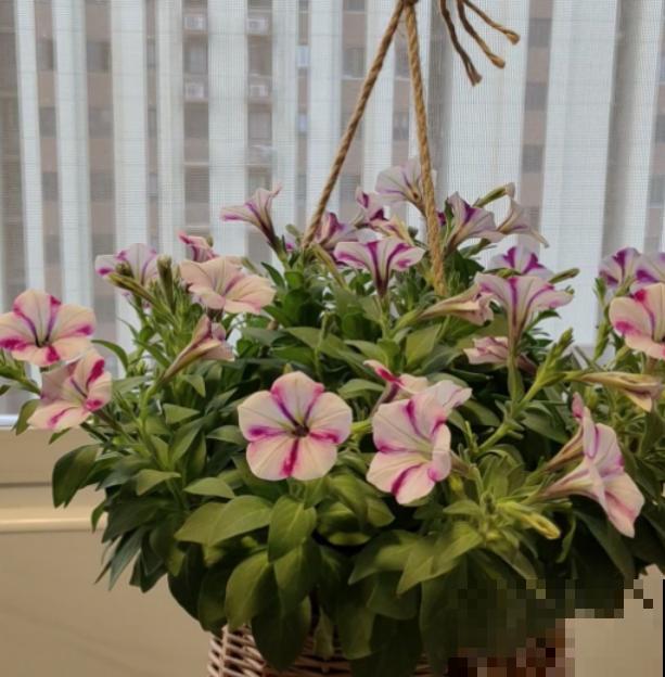 密密麻麻的花,一开花就“刹不住车”,这样的阳台谁不喜欢 密密麻麻的花,一开花就“刹不住车”,这样的阳台谁不喜欢