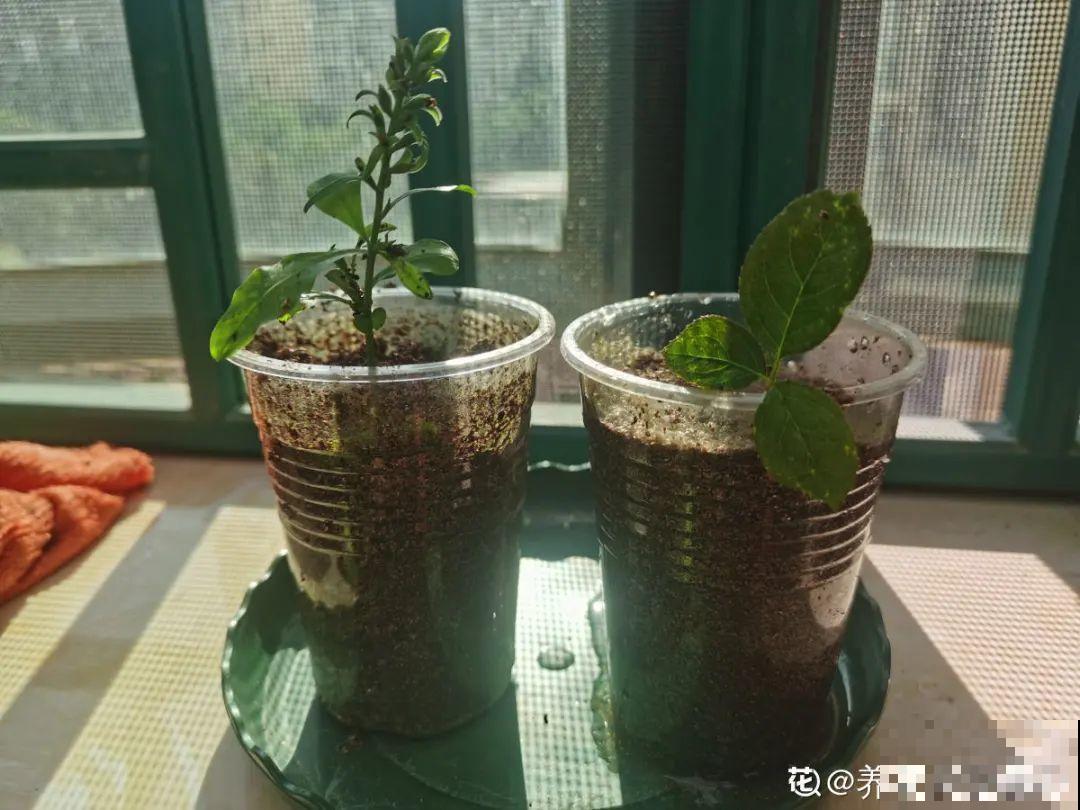 冬天扦插6种花，简单易成活，一盆变多盆