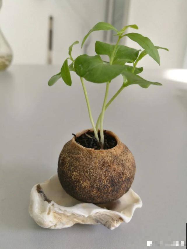 家里的“垃圾”留下，拿来养花效果好，颜值超高
