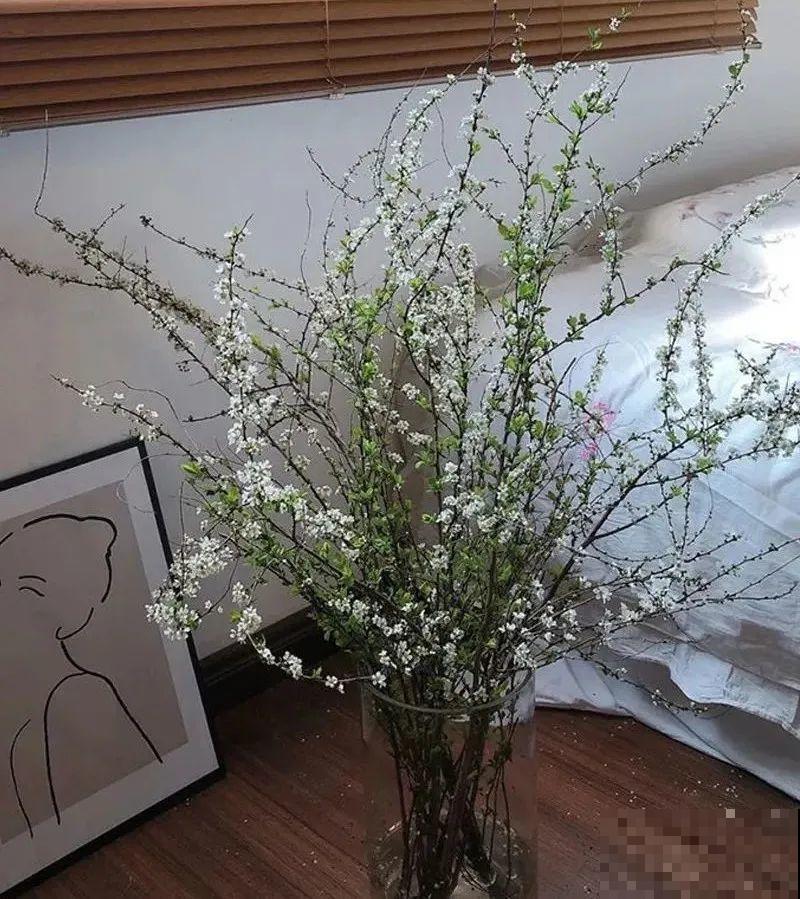 1种花叫“雪柳”，剪几根枝插水里，7天长叶，一个月开花，绝美