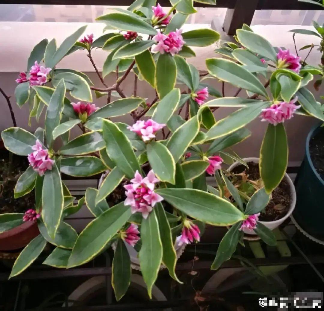 养花一直不开花,给他套个黑塑料袋,花苞呼呼冒 养花一直不开花,给他套个黑塑料袋,花苞呼呼冒