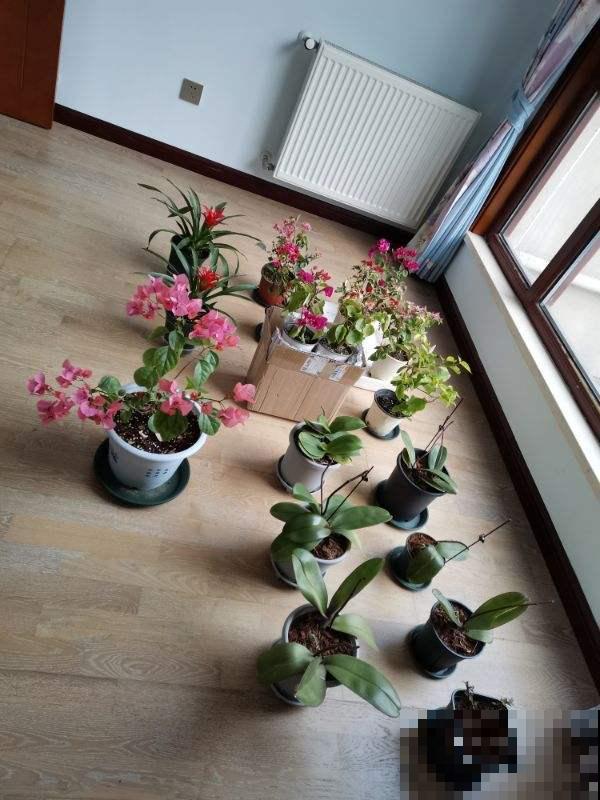 3个养花“禁地”，摆放花盆一定养不好