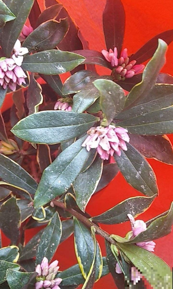 冬天养金边瑞香,做好两件事,坐等开花就可以了 冬天养金边瑞香,做好两件事,坐等开花就可以了