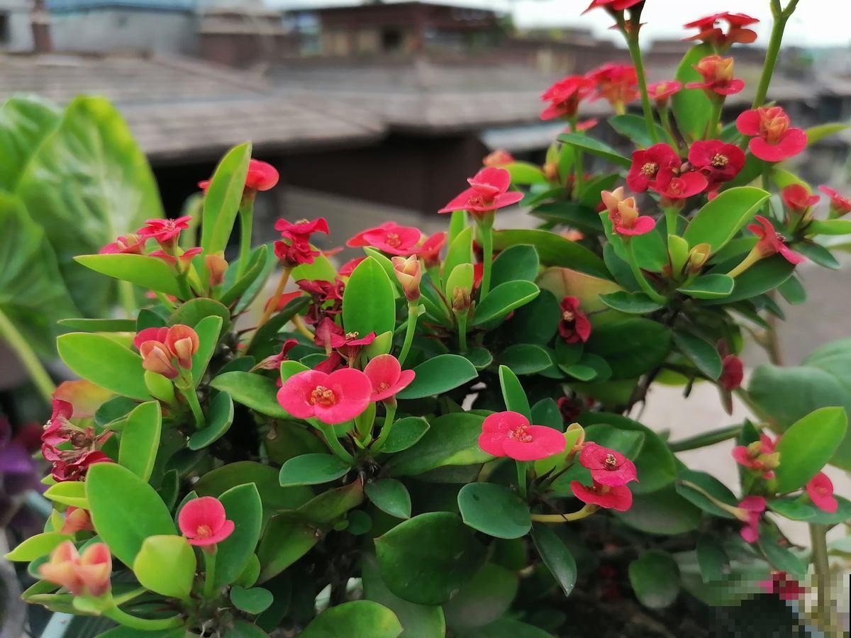 5种花，很常见，可尽量别养在家