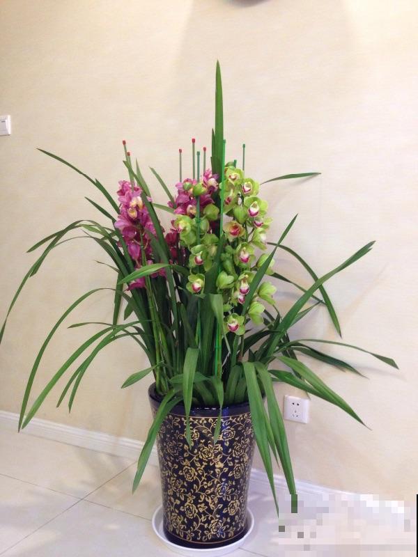 养大花蕙兰记住“两勤一懒”，年年爆盆，有“花开富贵”好兆头