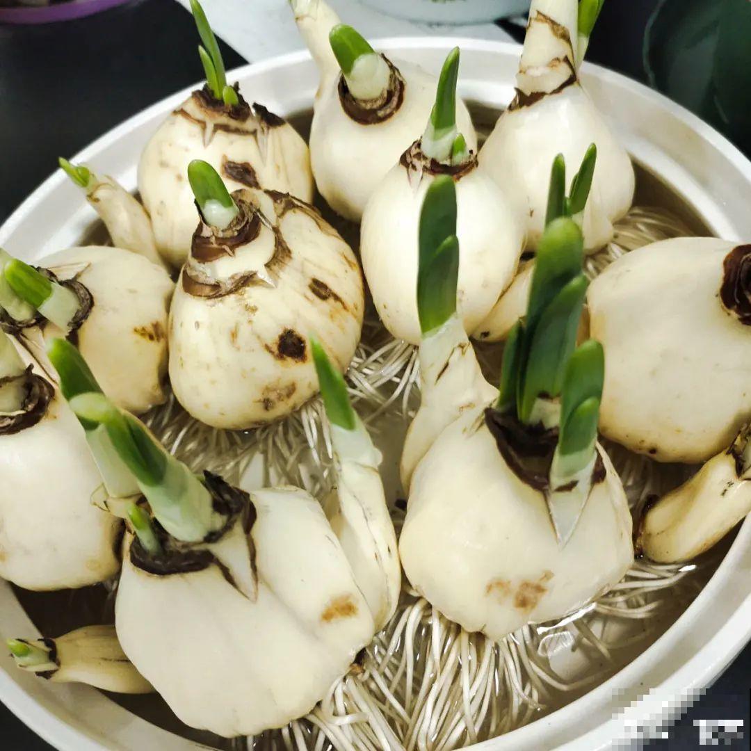 8种花，年年买，年年养死，今年可别当冤大头