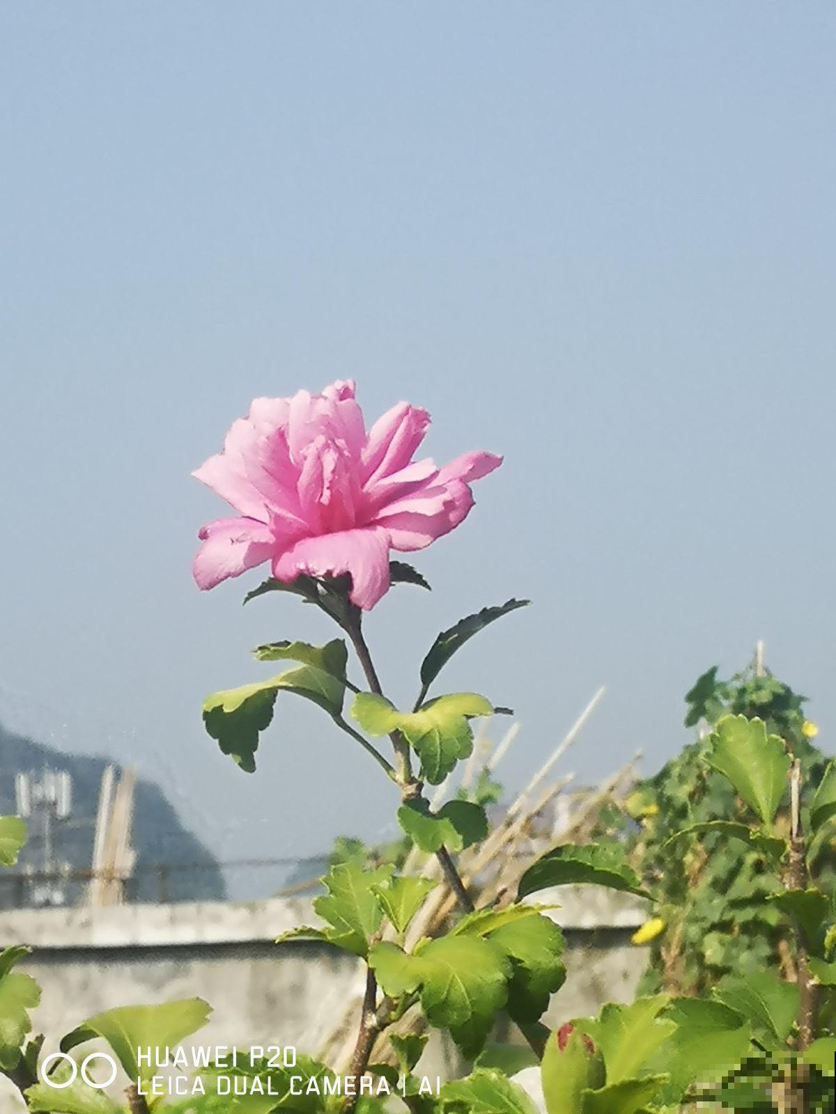 拍的花太丑被嘲笑，学了这5个拍照方法，我的朋友圈点赞无数