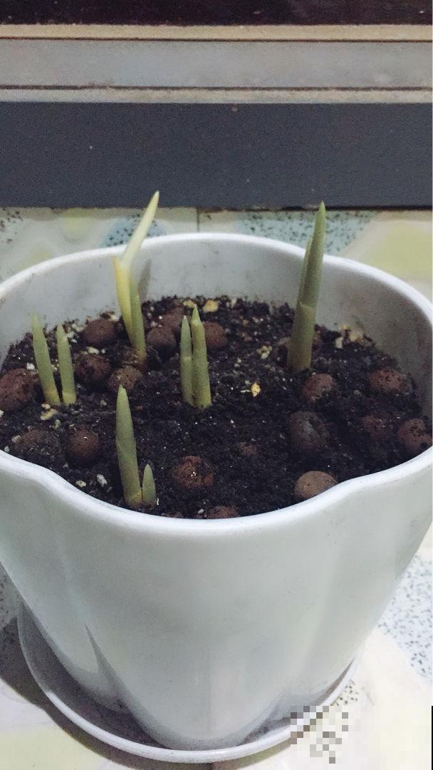 喜欢养花的女人,就养一盆番红花,养人养身心 喜欢养花的女人,就养一盆番红花,养人养身心