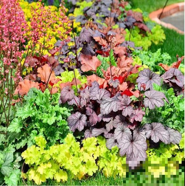 3种“变色植物”，天气越冷颜色越美，能耐零下15度