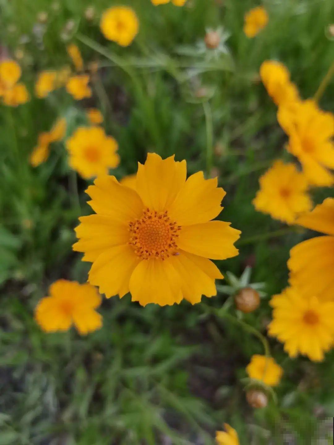 5种小清新菊花，花期长，花量大，秋天值得入手！