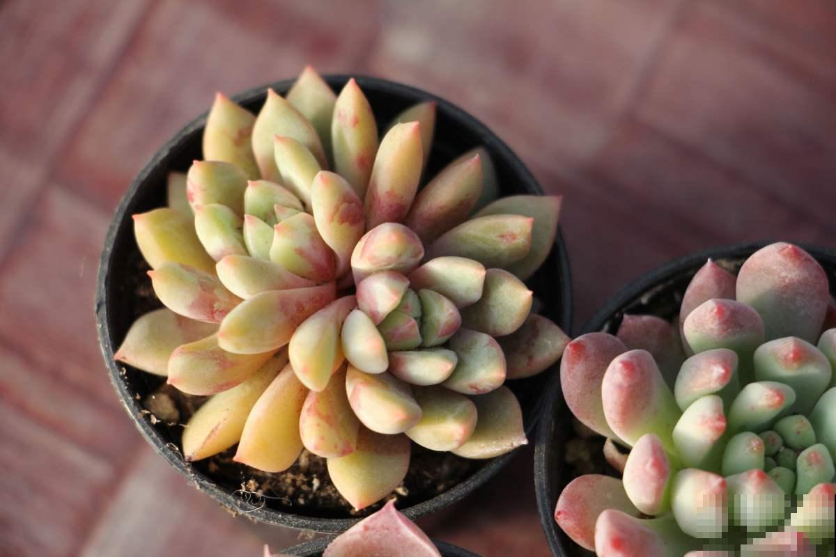 女儿痴迷养多肉，宁肯花高价，也要寄养多肉，我该阻止吗