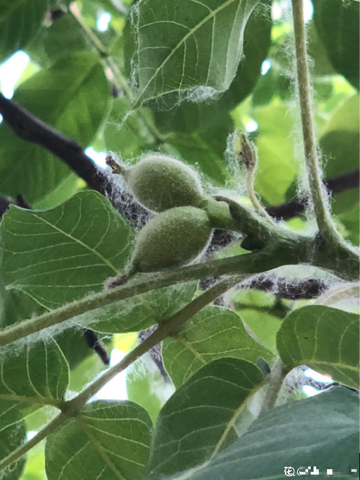 每天都吃的4种植物，长在树上的样子，你一定没见过