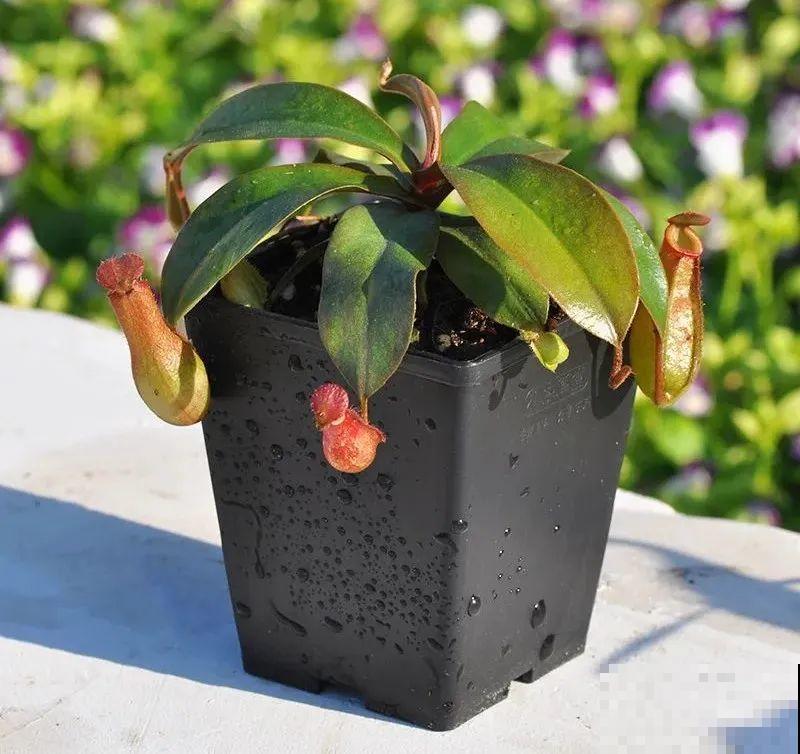 7种花养在家,可爱又个性,开花像小动物 7种花养在家,可爱又个性,开花像小动物