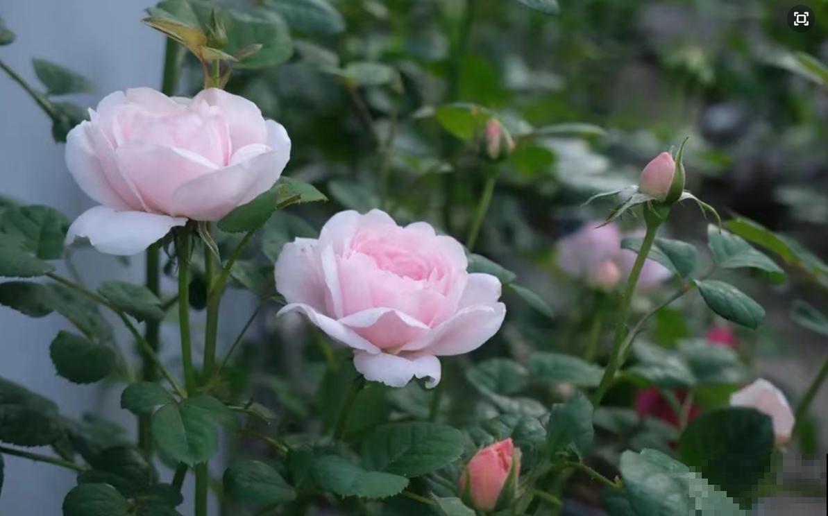 我养过的10种灌木月季，家里阳台就能养好，秒变小花园