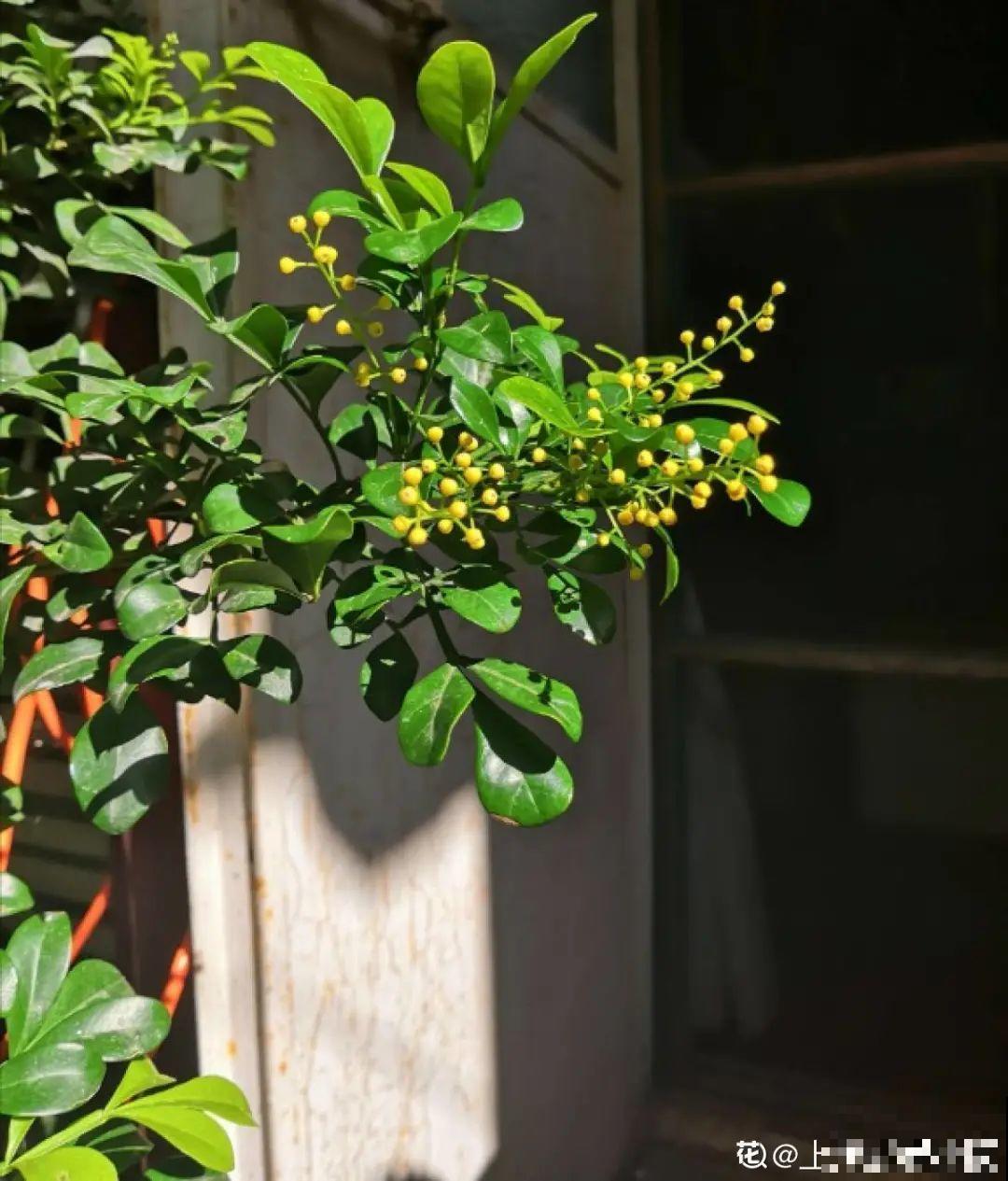 15年的君子兰，今天终于奇迹开花，开花技巧都给你！