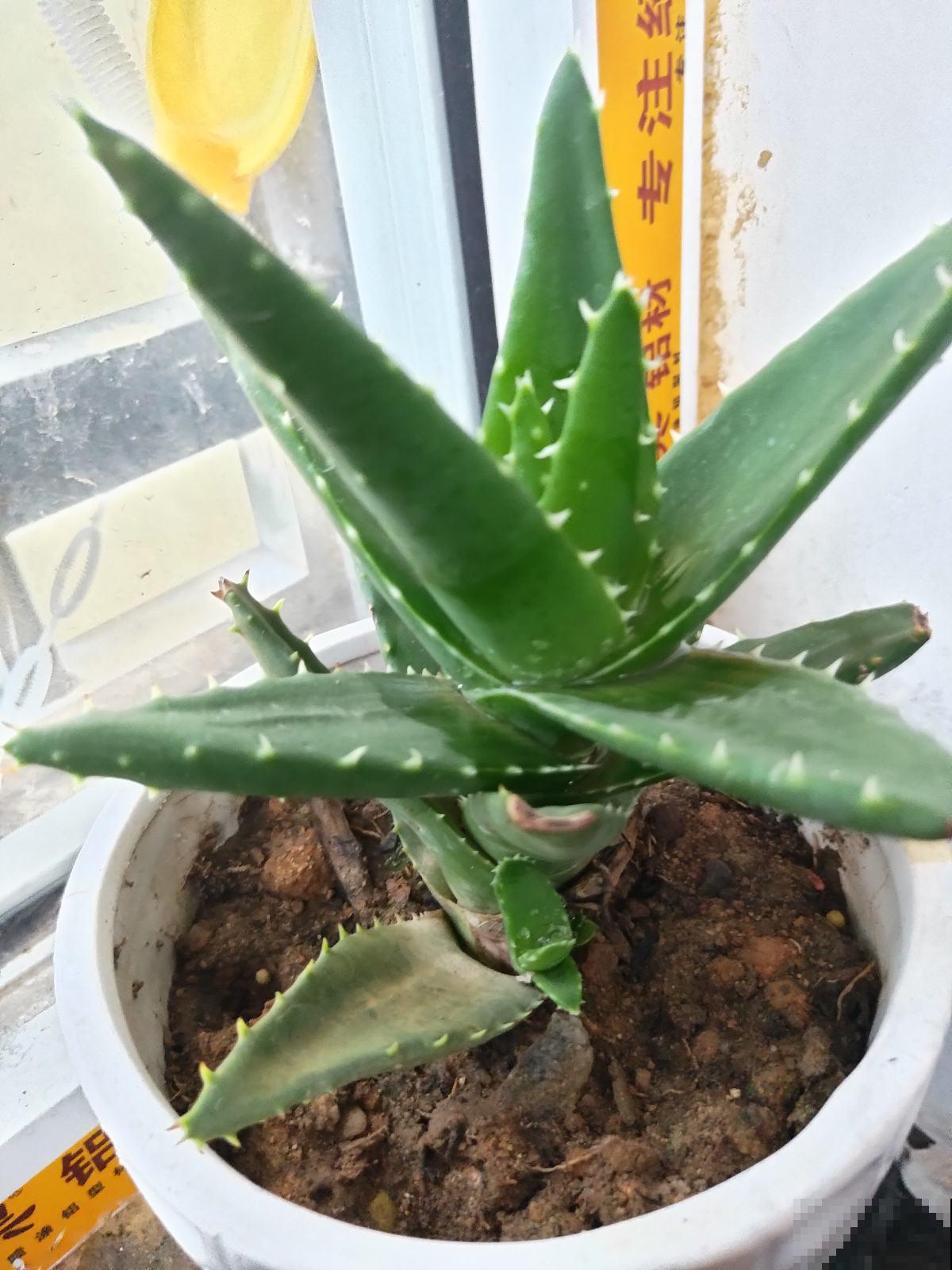 4种花是“天然净化器”,秋冬季节养一盆,净化空气效果好 4种花是“天然净化器”,秋冬季节养一盆,净化空气效果好