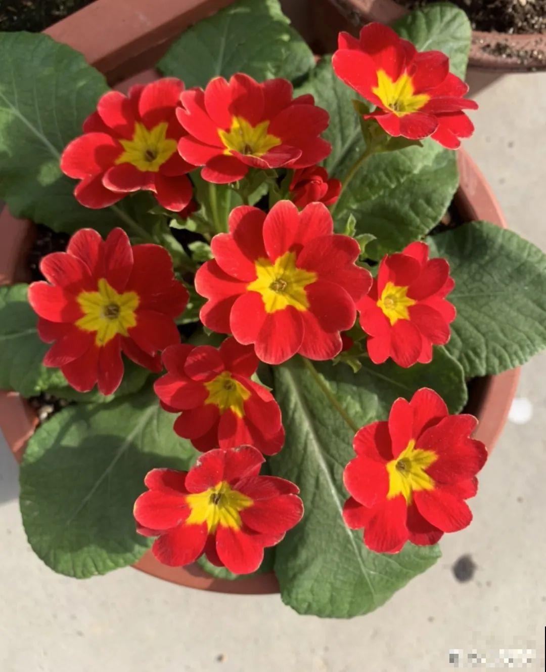 开花糖果色植物，个位数的价格就能买到，品种多，花期长