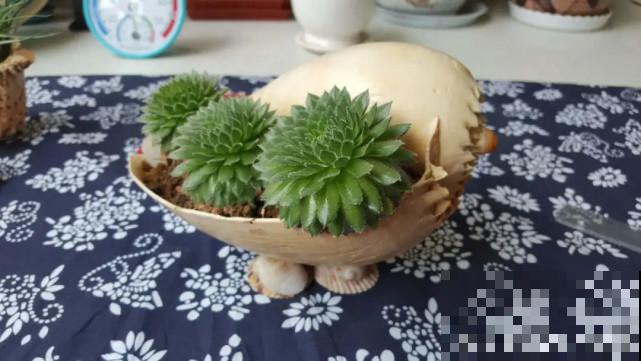 家里的“垃圾”留下，拿来养花效果好，颜值超高