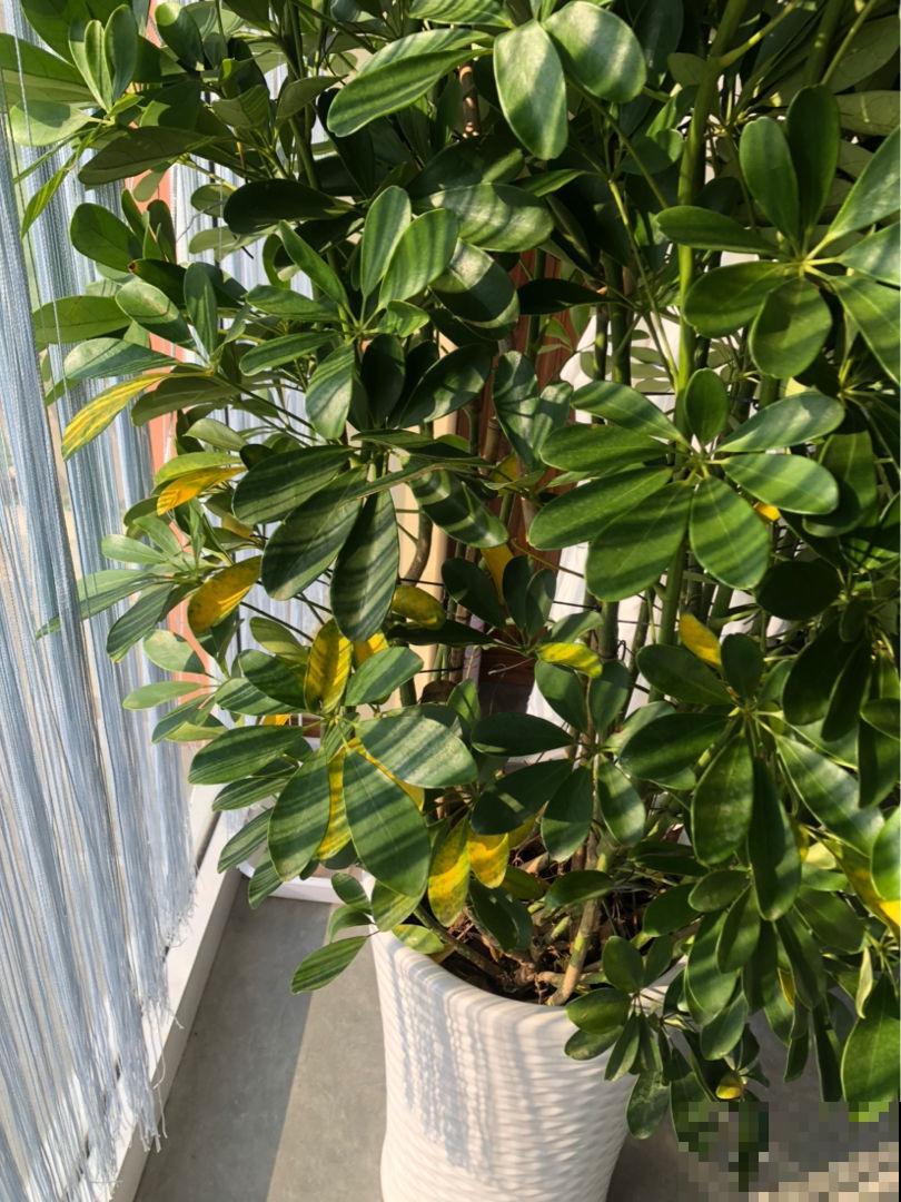 家里做生意,就养这6种植物,好运常在财源滚滚 家里做生意,就养这6种植物,好运常在财源滚滚