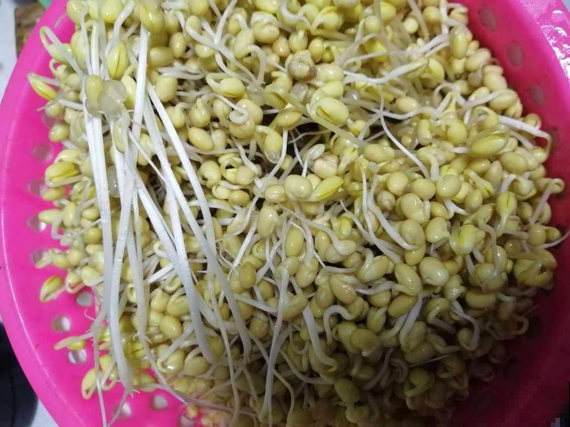 阳台也能打造菜园子，现在种1个月后就能吃，省下多少买菜钱