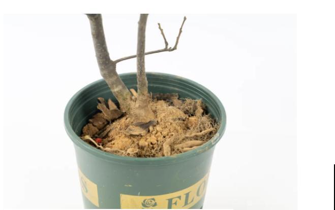 -30℃都不怕的“富贵树”,天越冷、果子越红,一挂就是大半年 -30℃都不怕的“富贵树”,天越冷、果子越红,一挂就是大半年