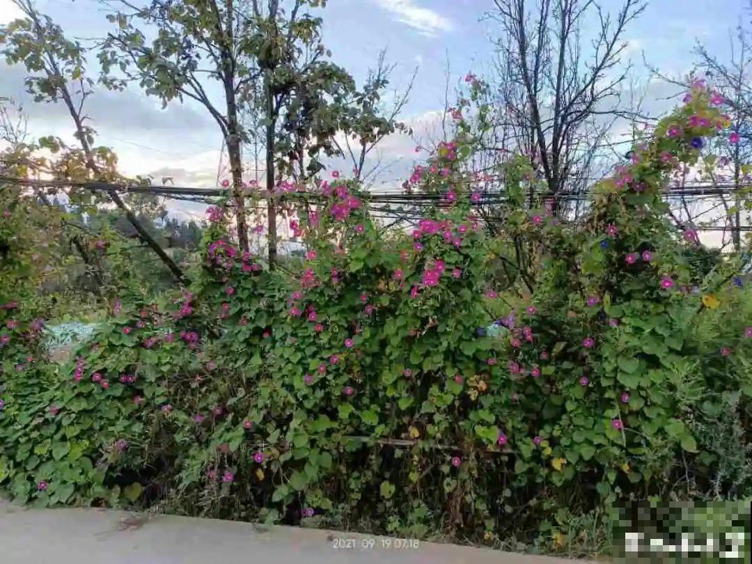 带着父母回农村，把老院子种满花，过简单生活