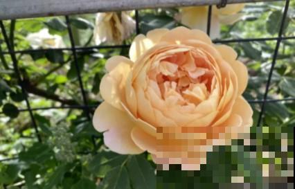 蟹爪兰、长寿花僵苗,必须掐几下,重新换盆养! 蟹爪兰、长寿花僵苗,必须掐几下,重新换盆养!