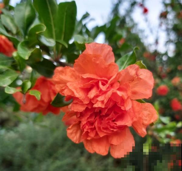 4种果树特旺宅，好看好养又好吃，还都是当季水果