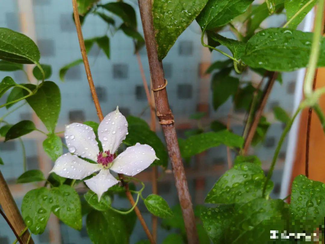 入秋一盆水,休眠的花“醒了”,猛长大花苞 入秋一盆水,休眠的花“醒了”,猛长大花苞