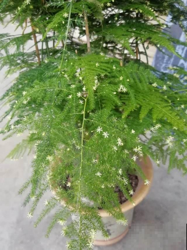 家里的文竹开满花，内行人一看：好运气要来了