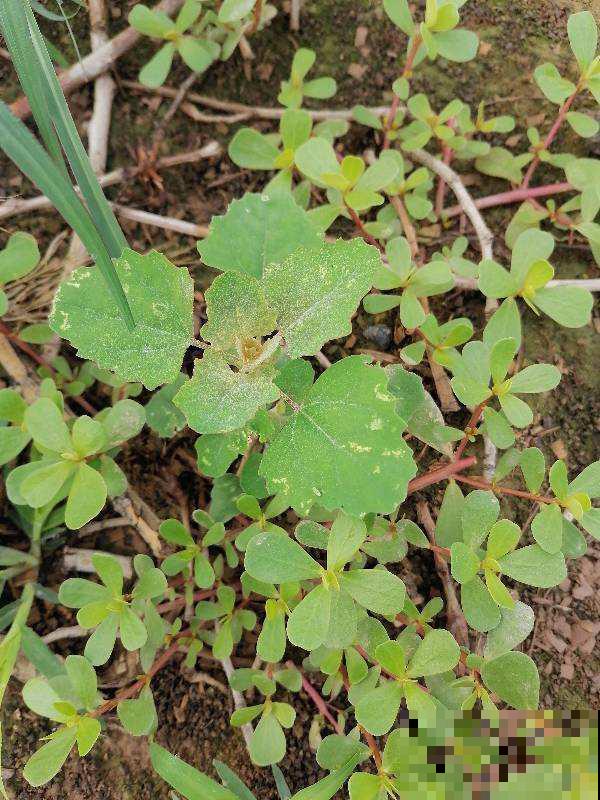 小时候常见的植物，城里人当个宝，超市卖十几块钱一斤
