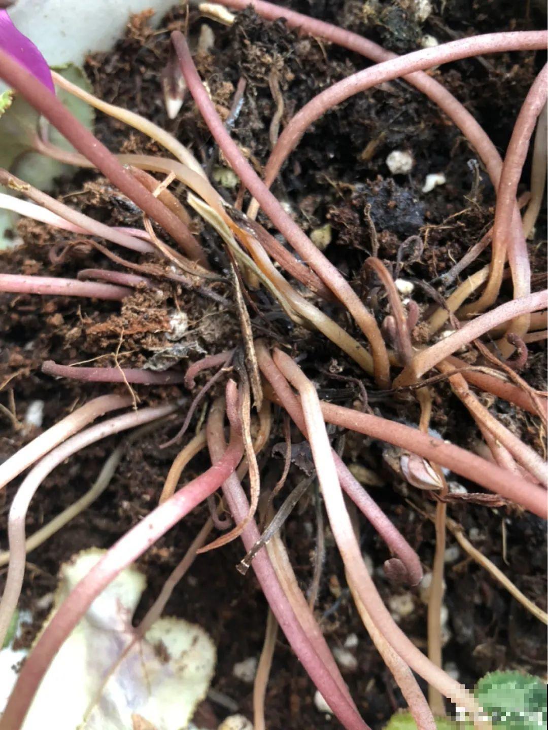 10种花，冬天别喷水，越喷越烂叶，变成光杆特丑